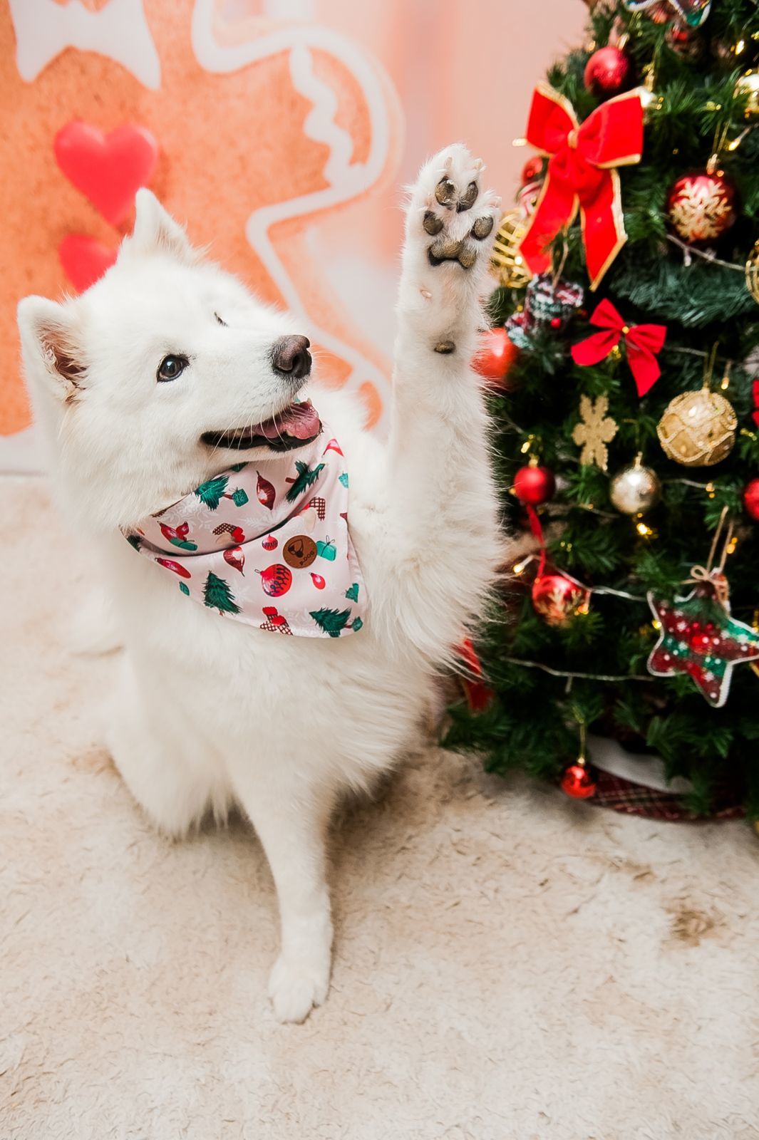 Foto Especial Natal Pet - Imagem 2