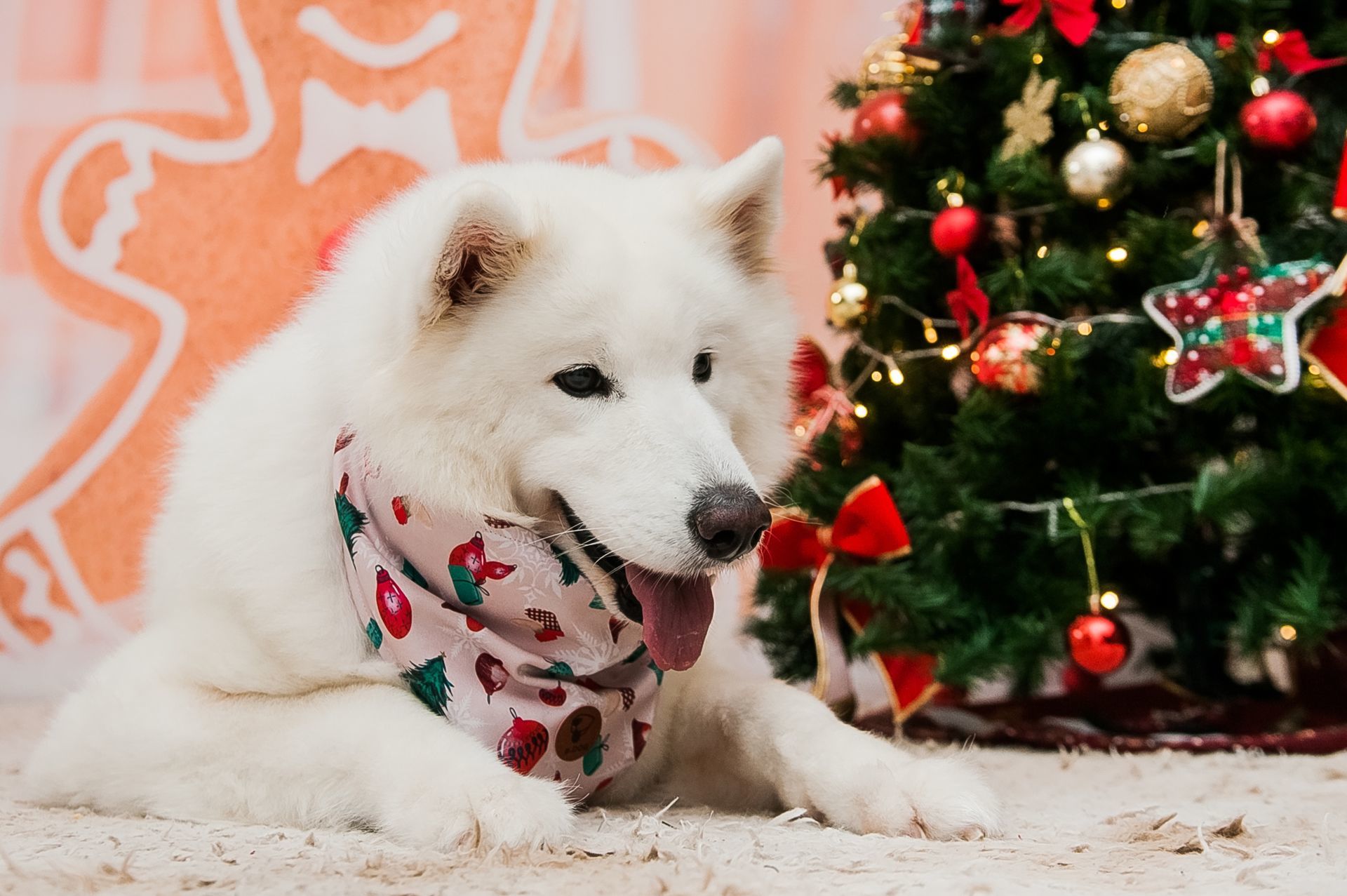 Foto Especial Natal Pet - Imagem 1