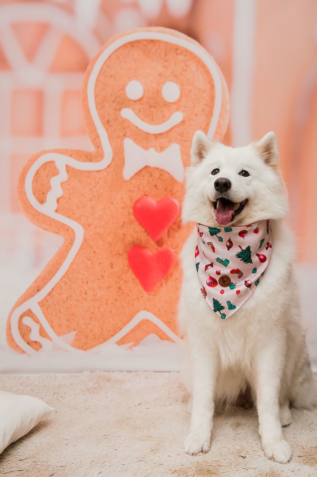 Foto Especial Natal Pet - Imagem 0