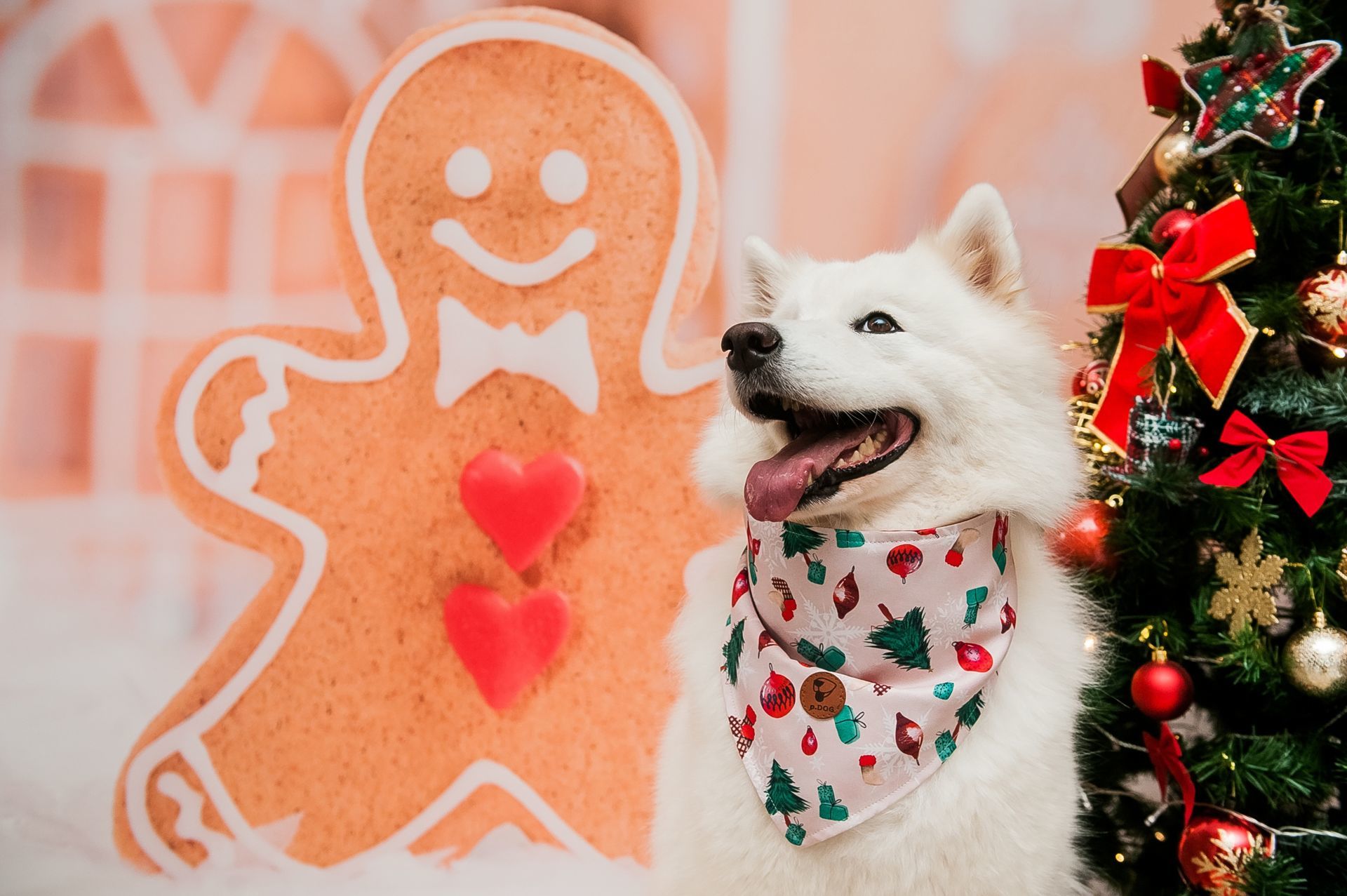 Foto Especial Natal Pet - Imagem 4