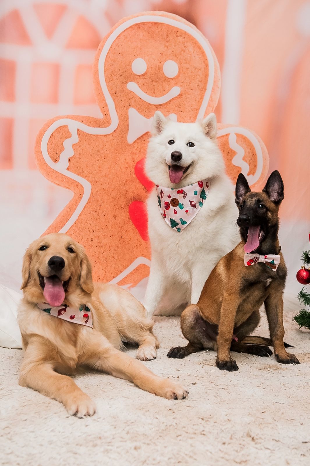 Foto Especial Natal Pet - Imagem 25