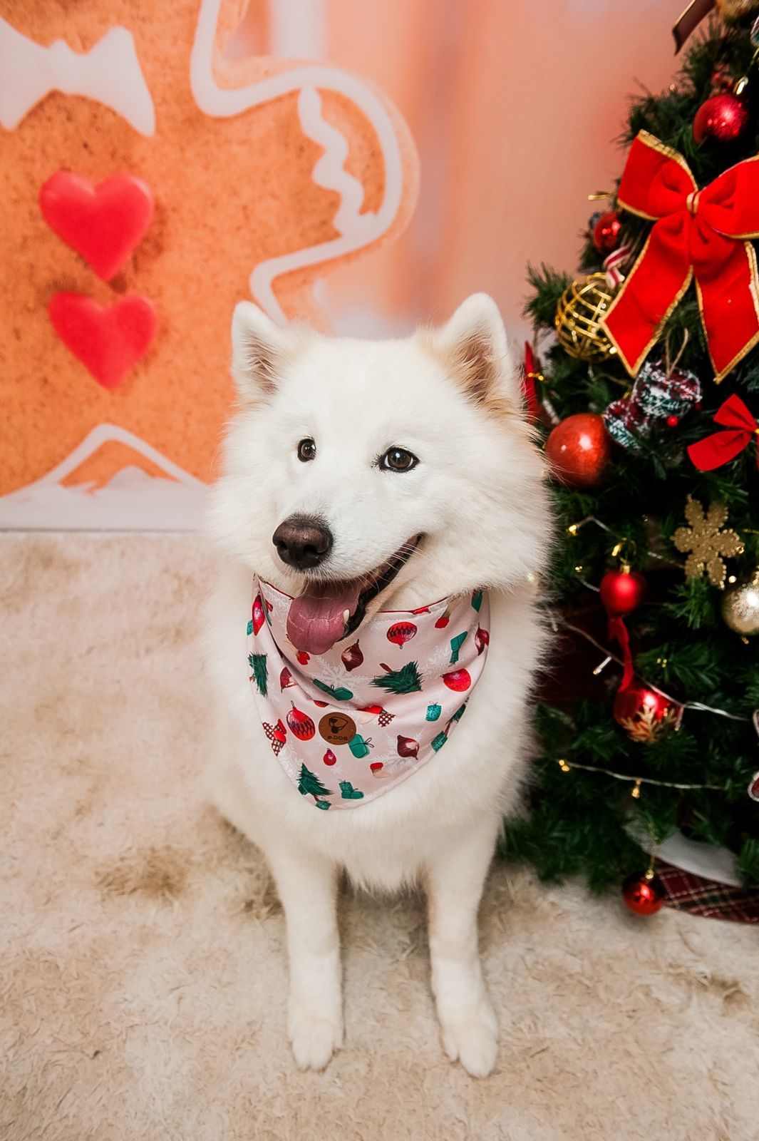 Foto Especial Natal Pet - Imagem 3