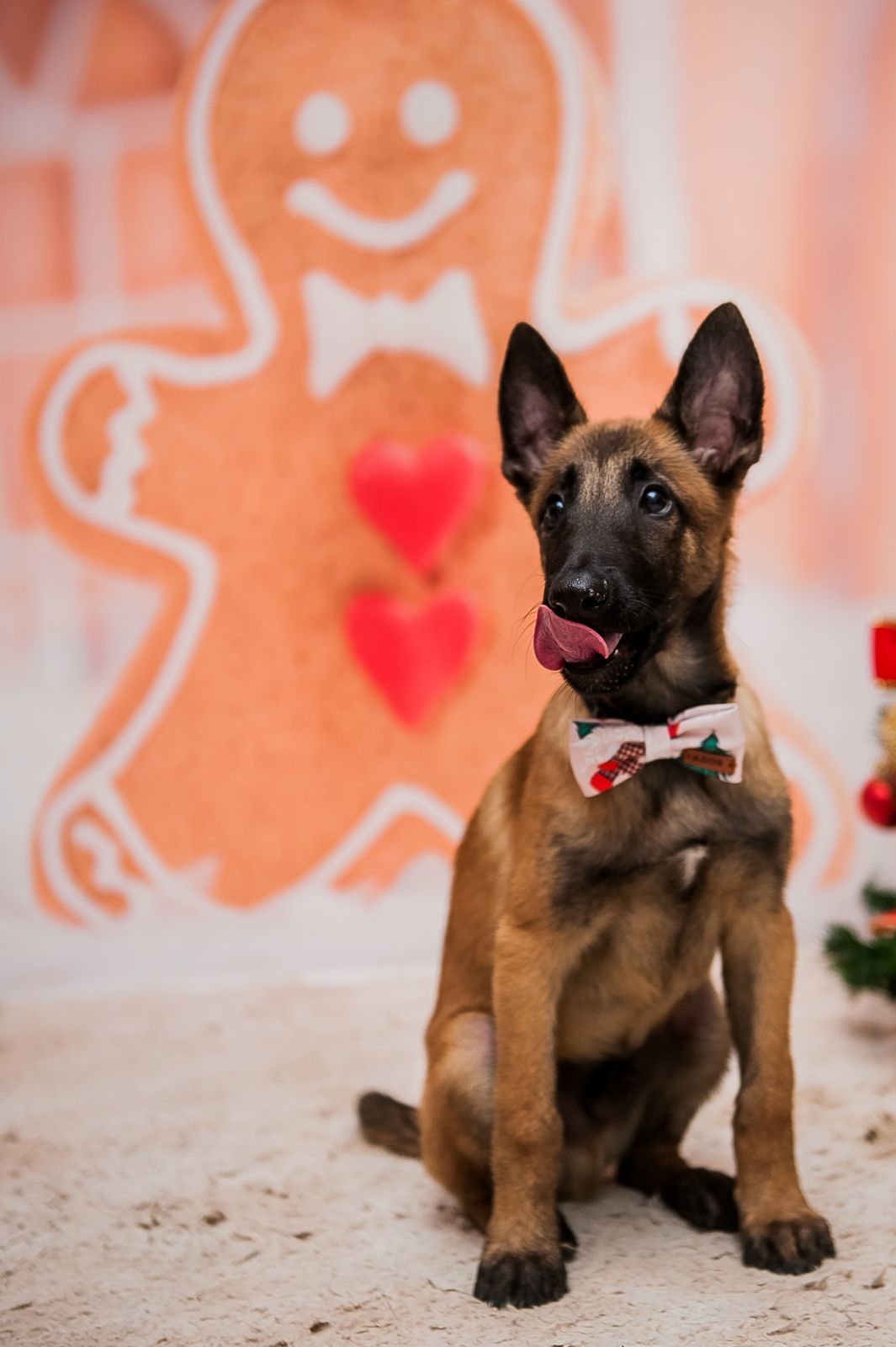 Foto Especial Natal Pet - Imagem 17