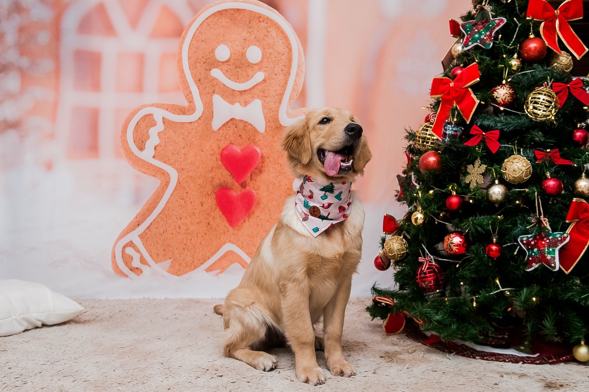 Foto Especial Natal Pet - Imagem 10