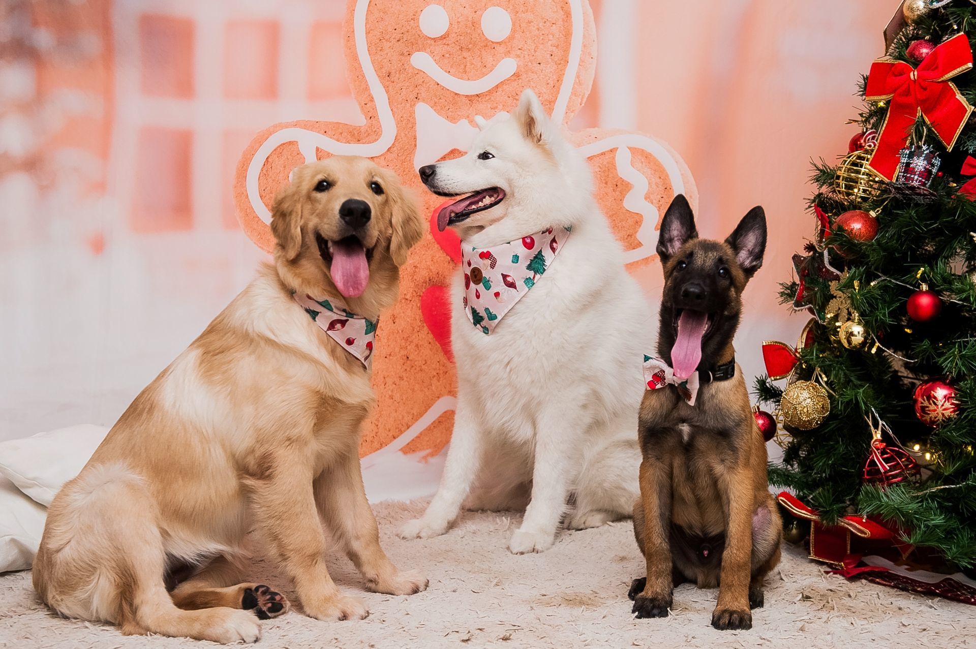 Foto Especial Natal Pet - Imagem 24