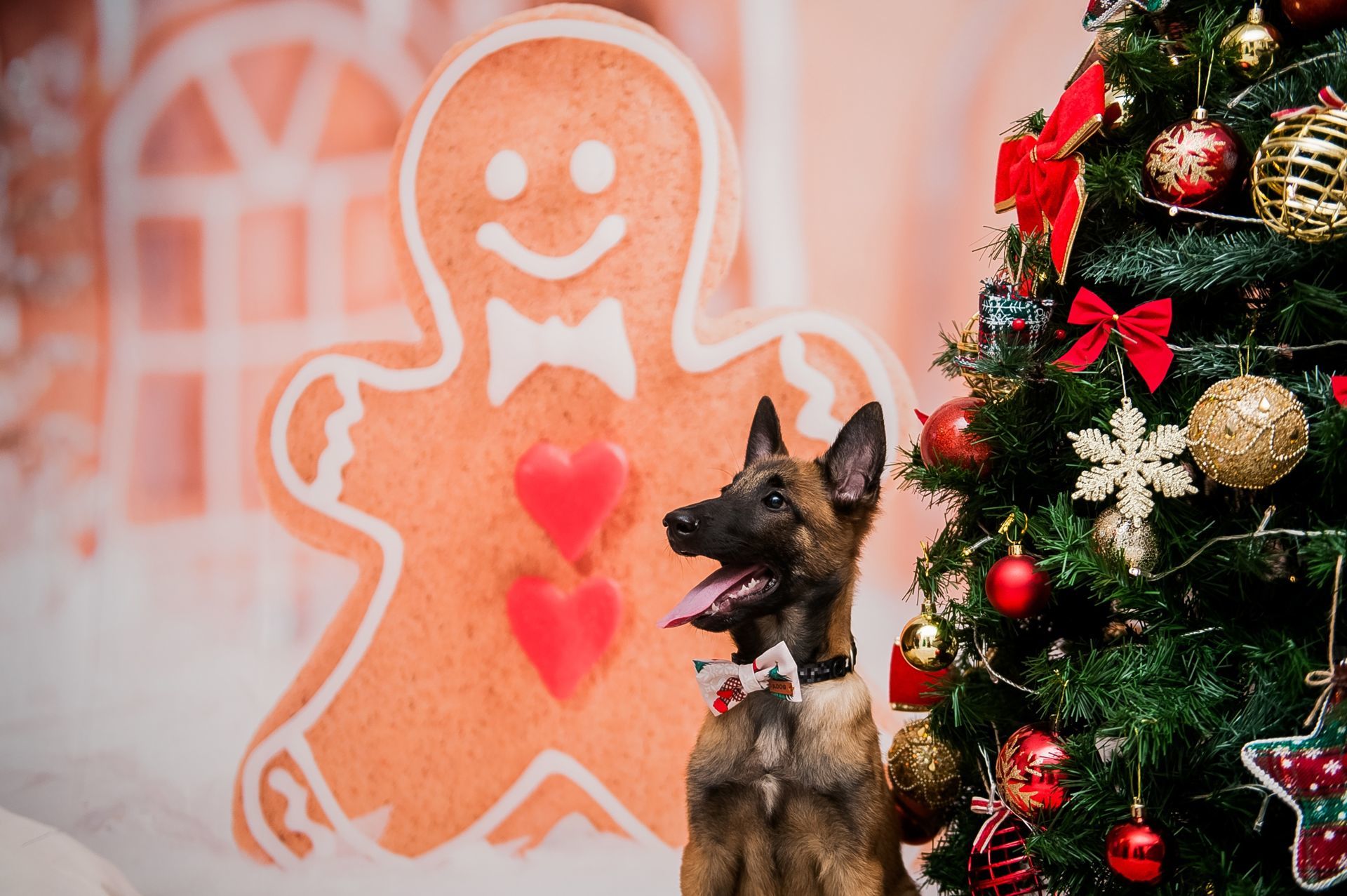 Foto Especial Natal Pet - Imagem 16