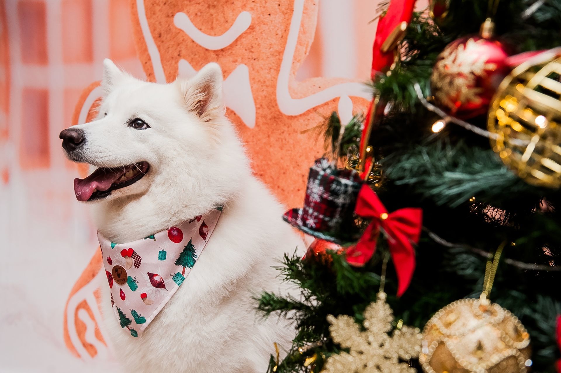 Foto Especial Natal Pet - Imagem 26