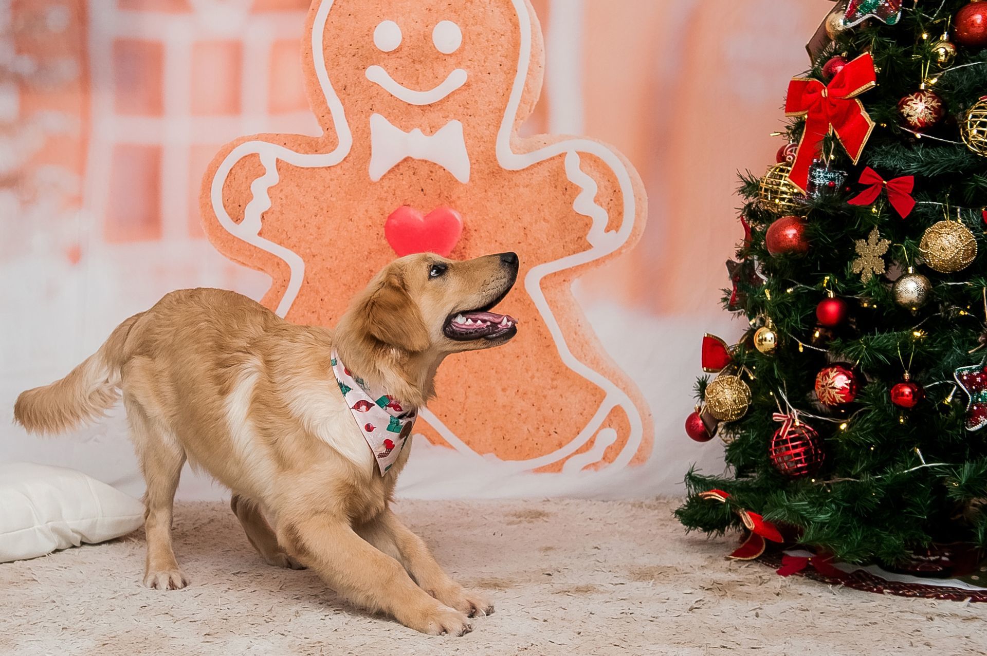 Foto Especial Natal Pet - Imagem 12