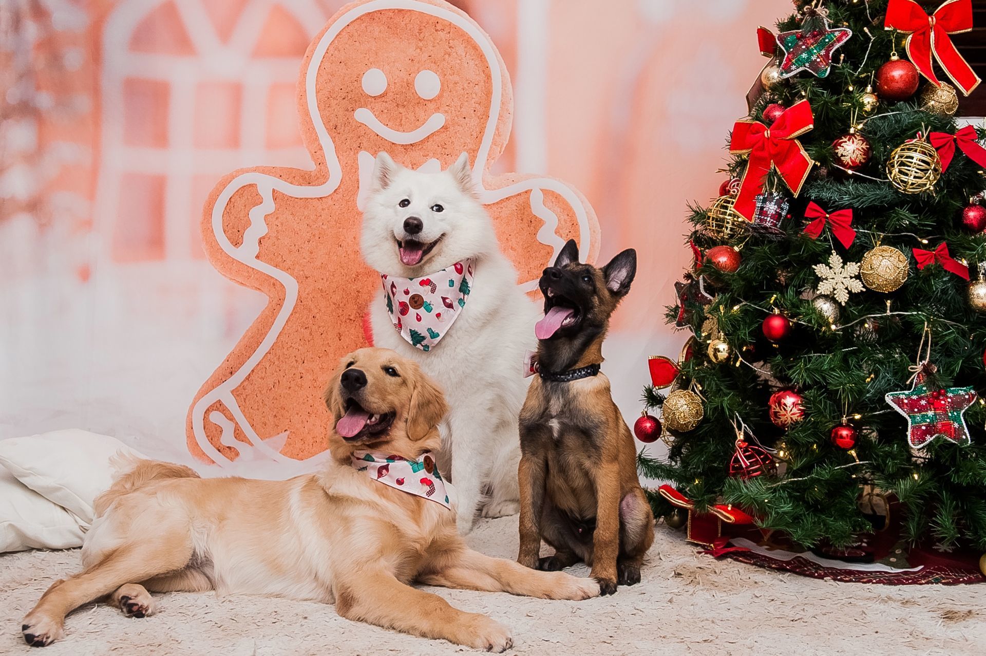 Foto Especial Natal Pet - Imagem 23