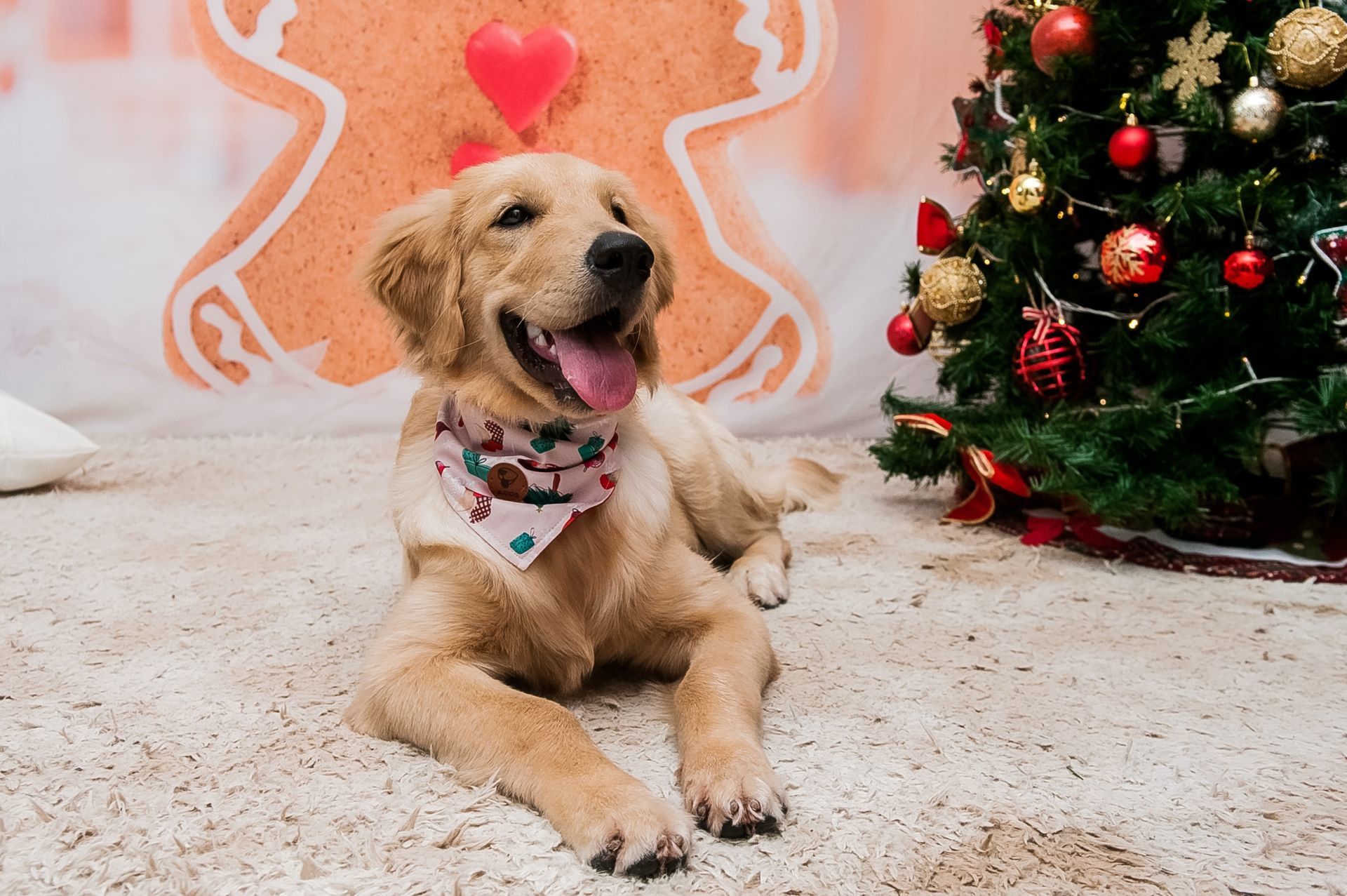 Foto Especial Natal Pet - Imagem 11