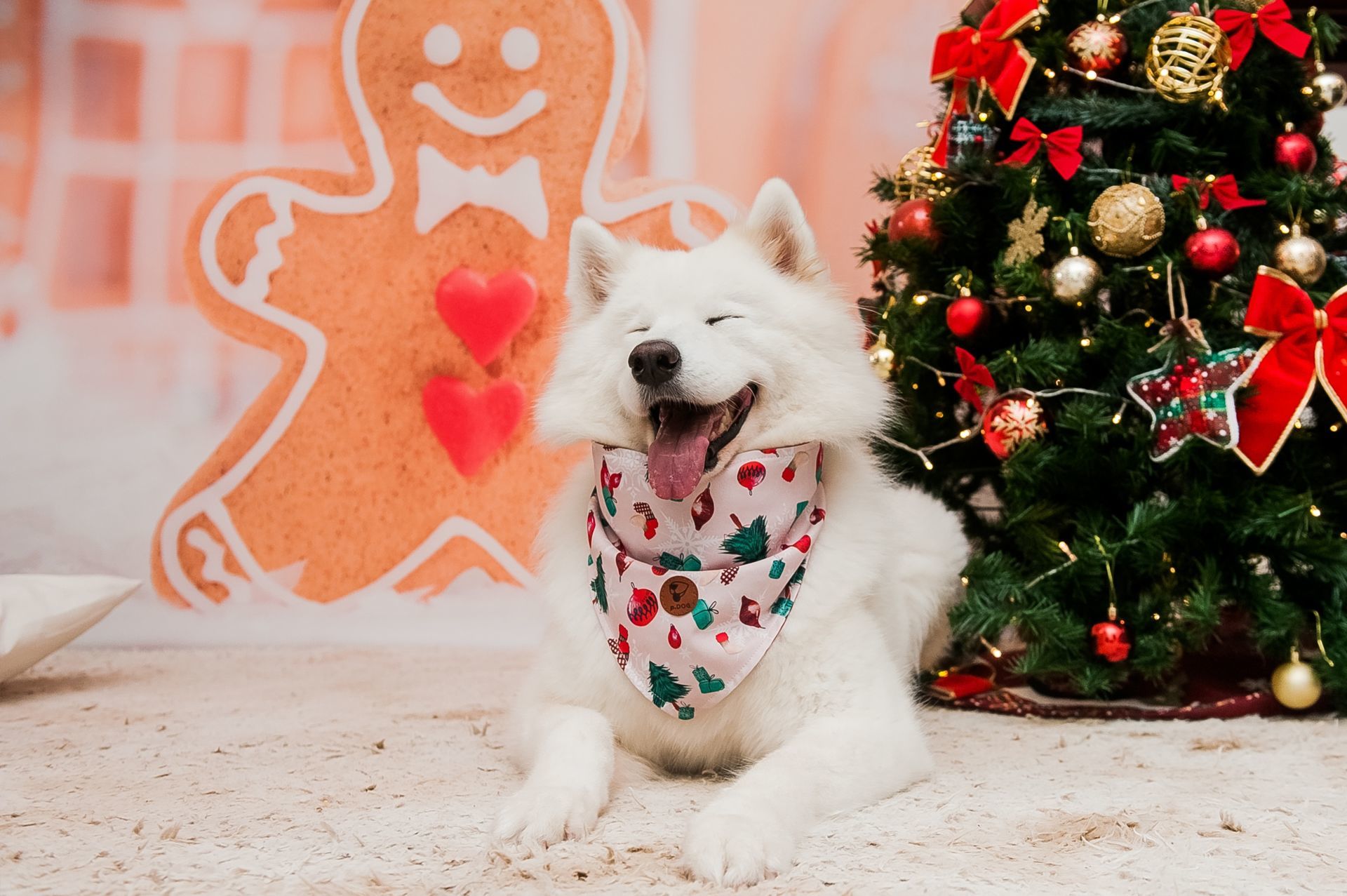 Foto Especial Natal Pet - Imagem 5